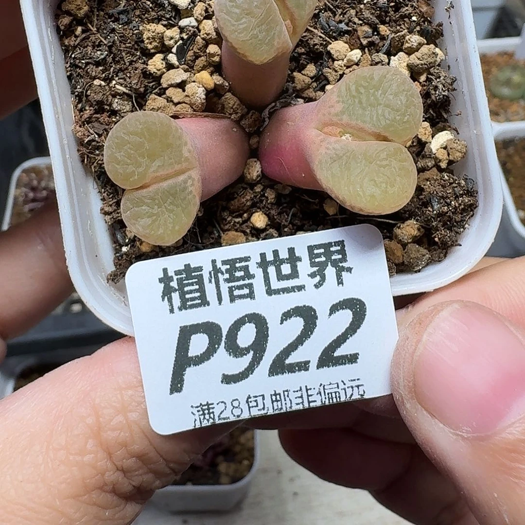 多肉植物的润泽地ghj