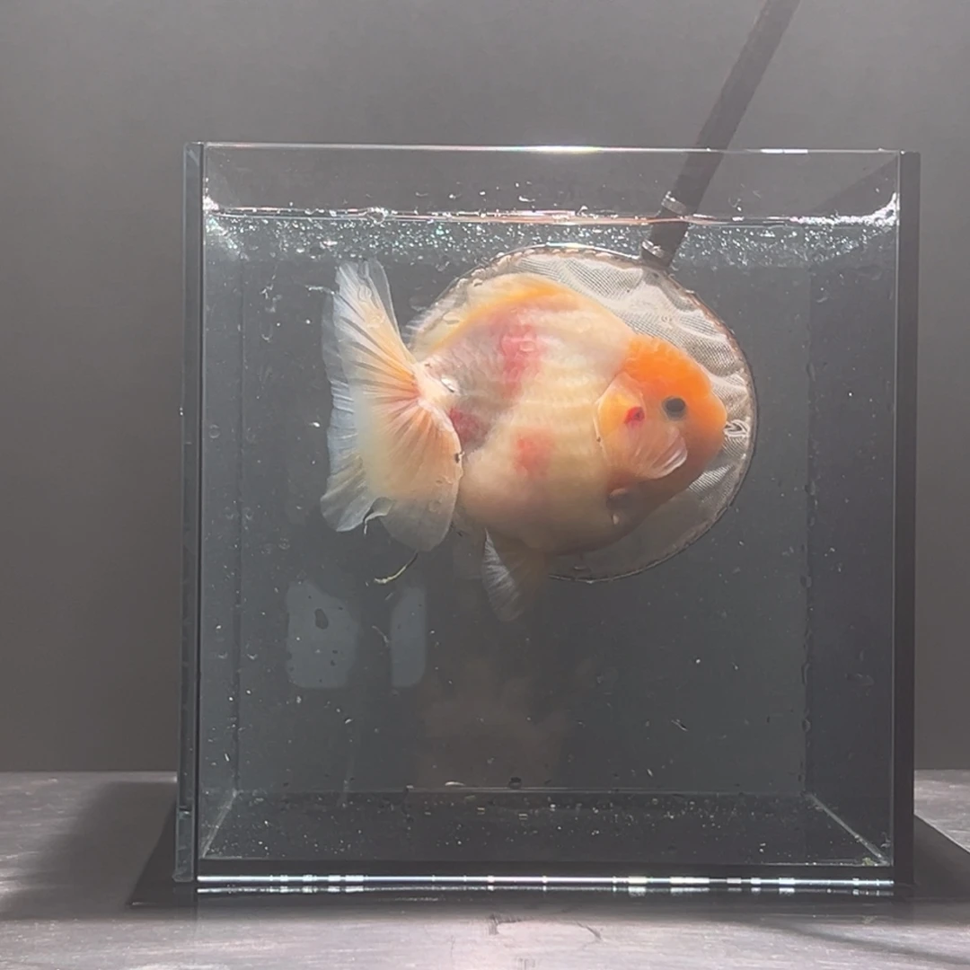 金鱼076。998877556666