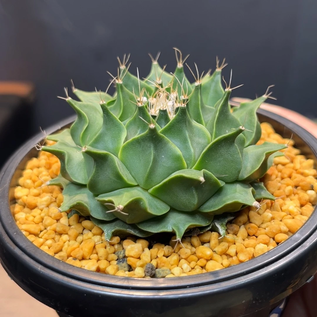 帝冠Zzzzxxzzxzzzzzz