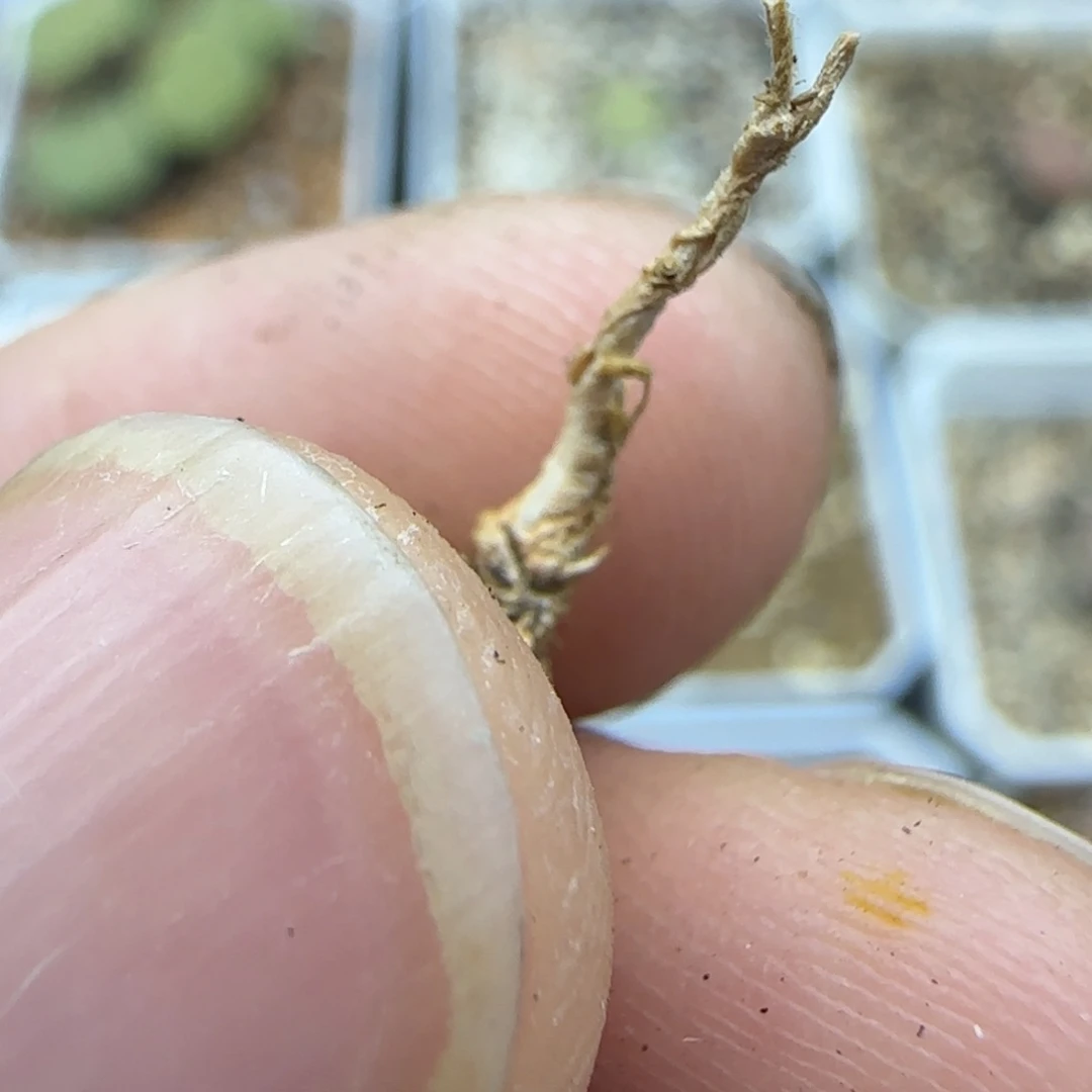 211 生石花大棚直播