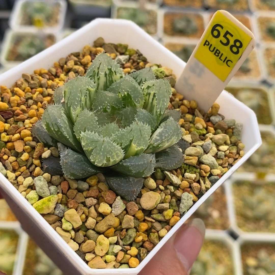 658玄冰十二卷多肉植物