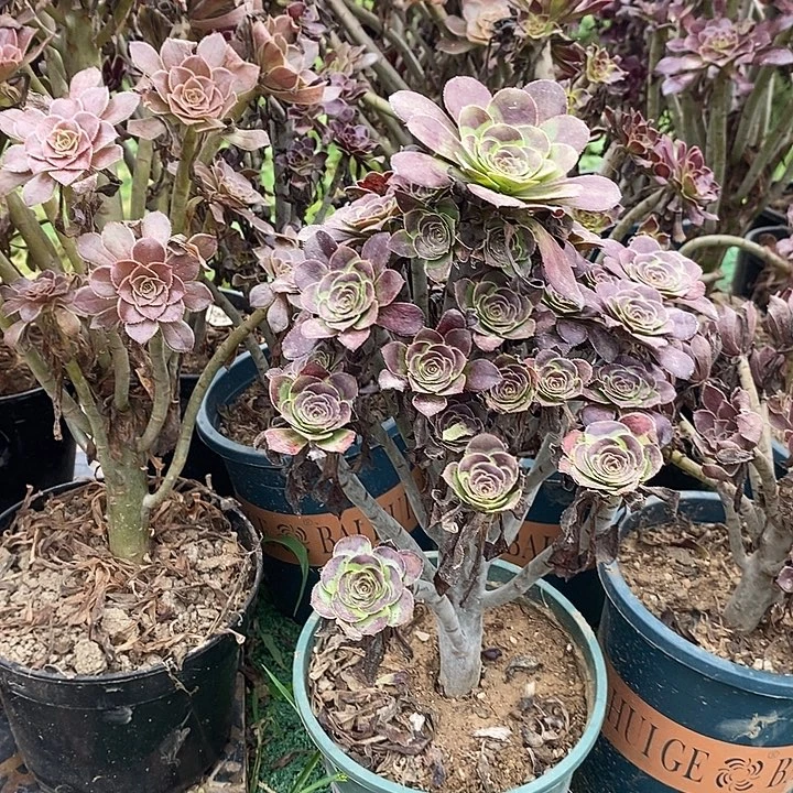 圆叶多肉植物055