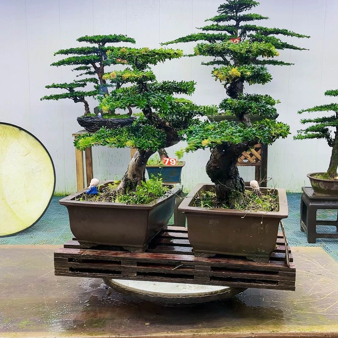 完全开放罗汉松盆景艺术