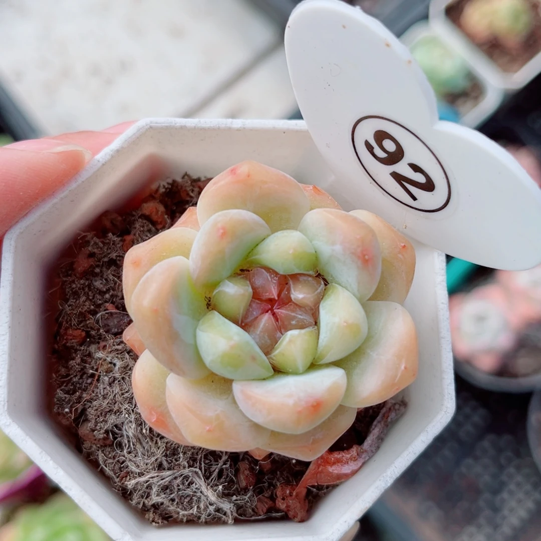 92号小老桩糖心单头