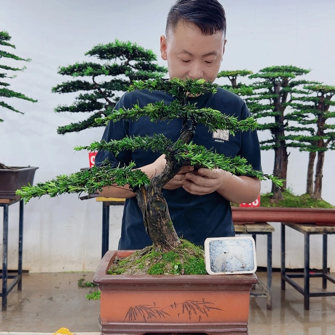 江***J无花朵盆景园林……