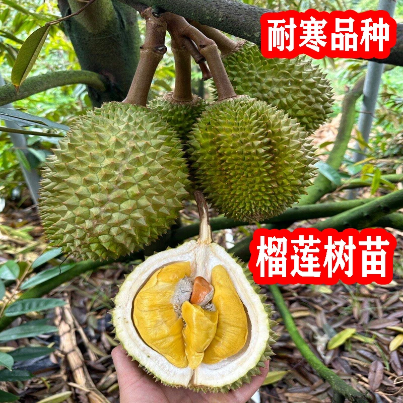 金枕榴莲树苗带土带叶广西发货带易活猫山王金枕头黑刺榴莲树苗
