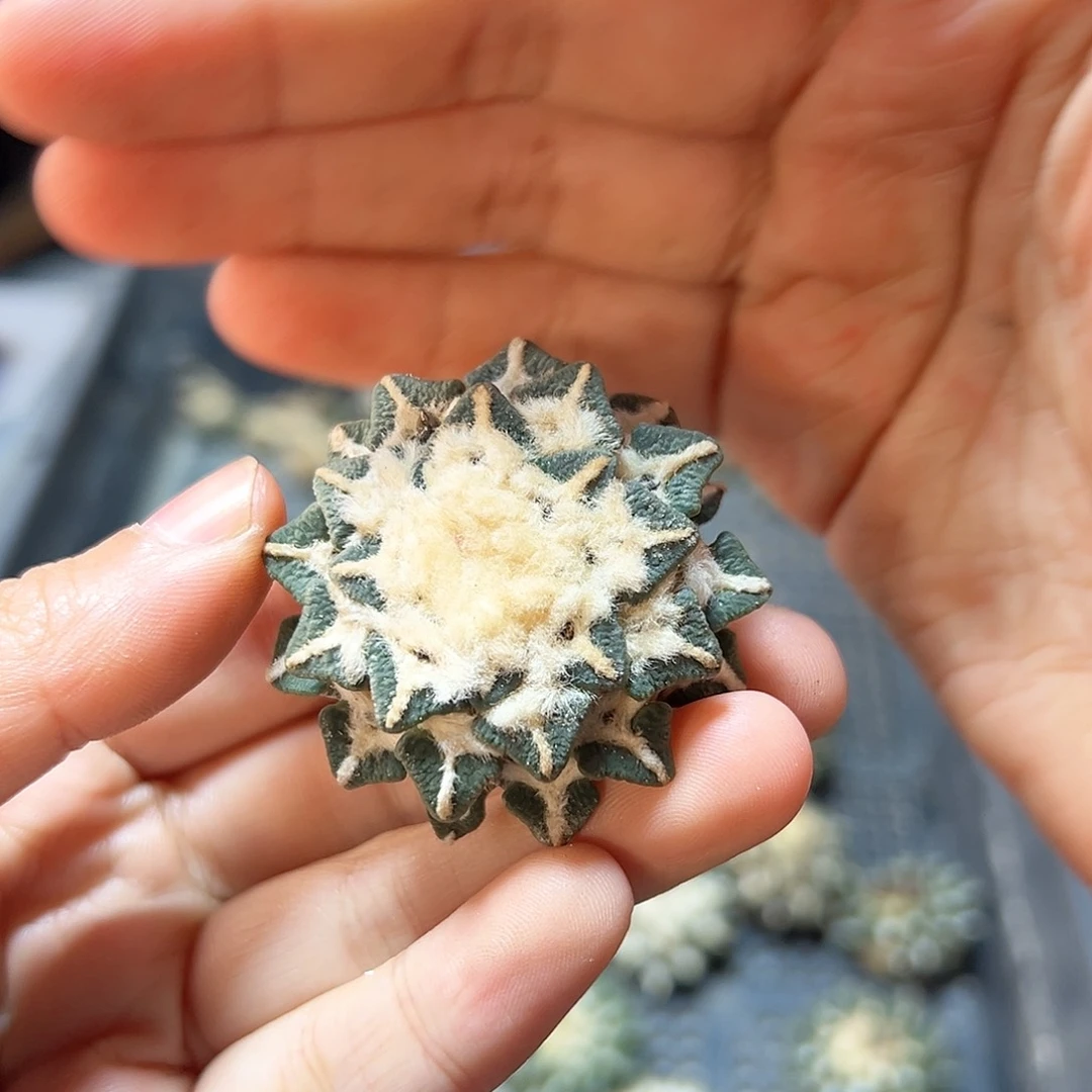 苗接无根黑牡丹3.5公分