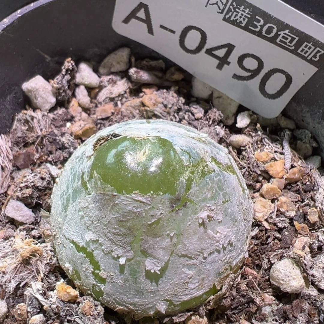多肉植物11111111111
