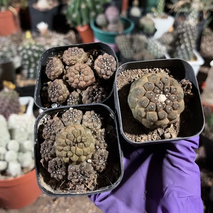 当前无花朵，栽培后可花朵月**南