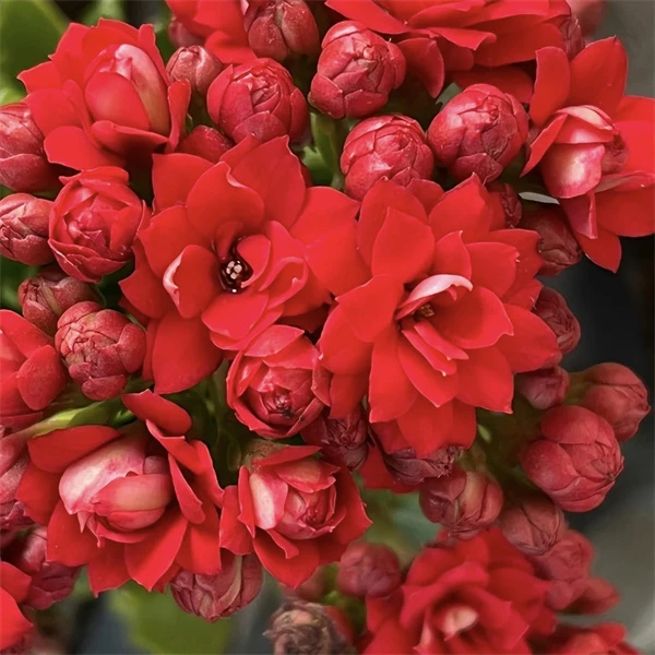 【喜庆 11cm盆】重瓣大花