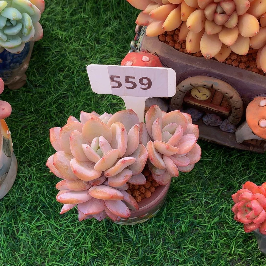 宇*奶茶多肉植物7272