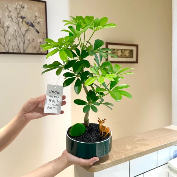 老桩鸭脚木鸭掌木鹅掌财盆栽盆景室内客厅办公室前台桌面花卉绿植
