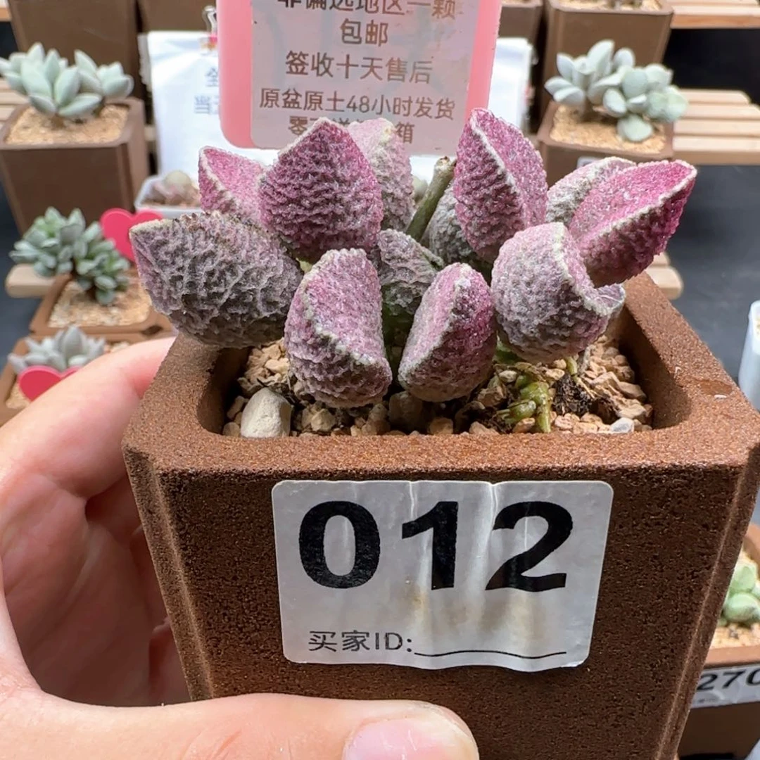 陈*晗012哈莫猪肝多肉植物微瑕