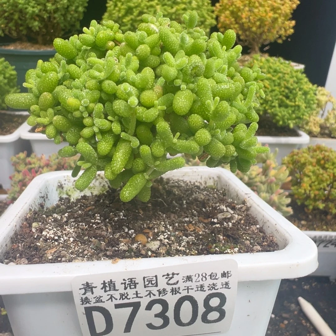 D7308金桔糖球枝干