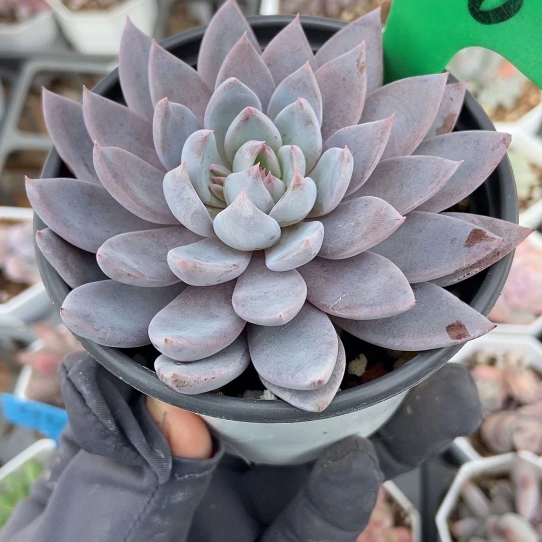 806青轨多肉植物多肉