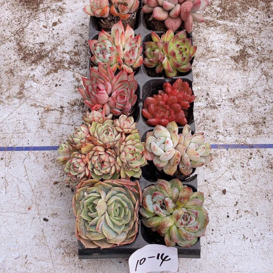 【闪购商品】10颗-14号约3-5厘米