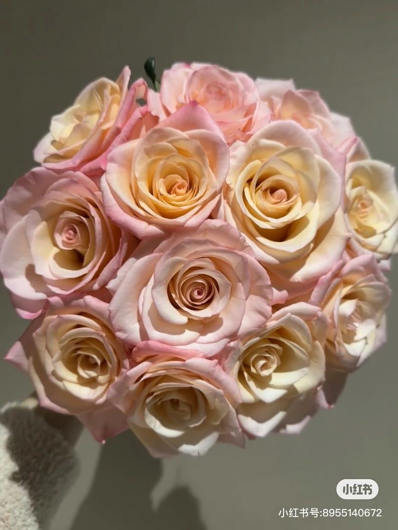 （绿光玫瑰）罗斯林➕其他12支！三件顺丰空运20%不售后