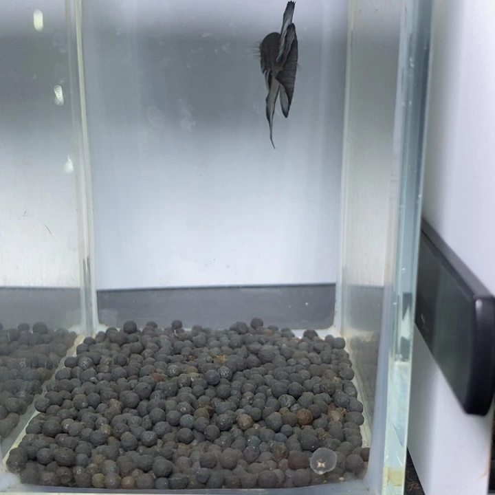 斗鱼泰国斗鱼38号