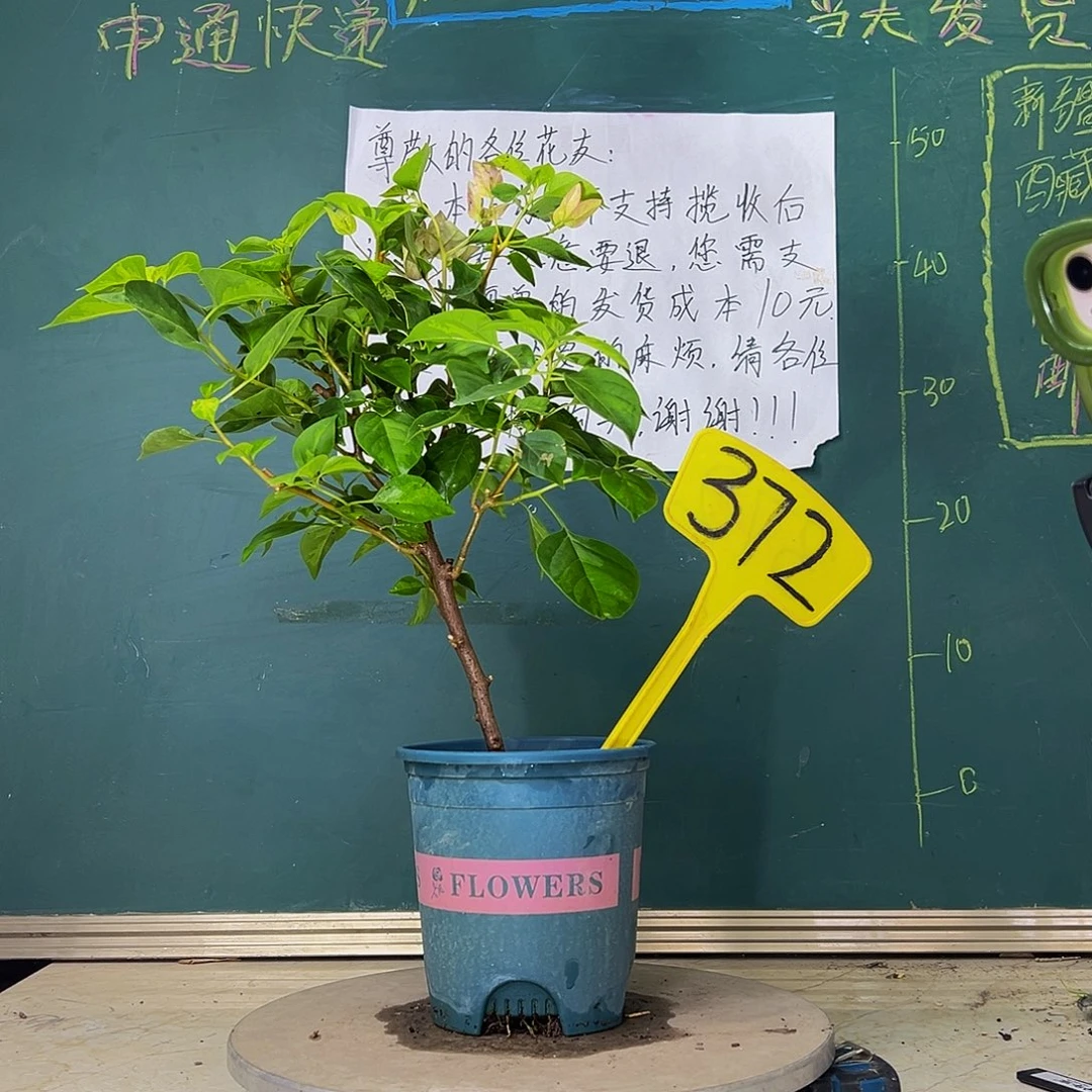 当前无花栽培后可以开花暗斑五宝 372