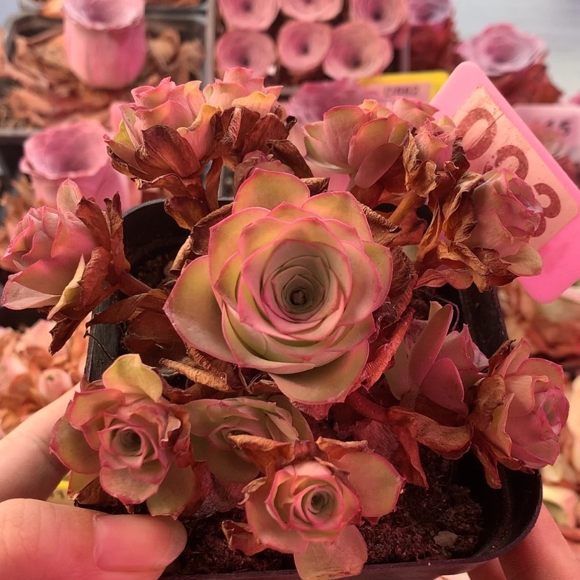 【闪购商品】月影寒003