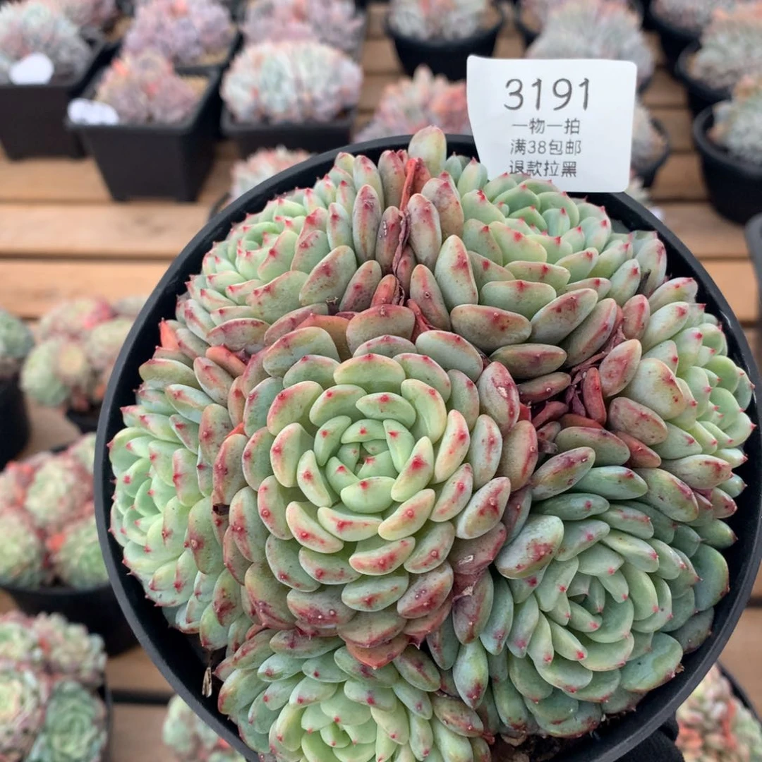 14.5厘米七头有砍白胖子3191