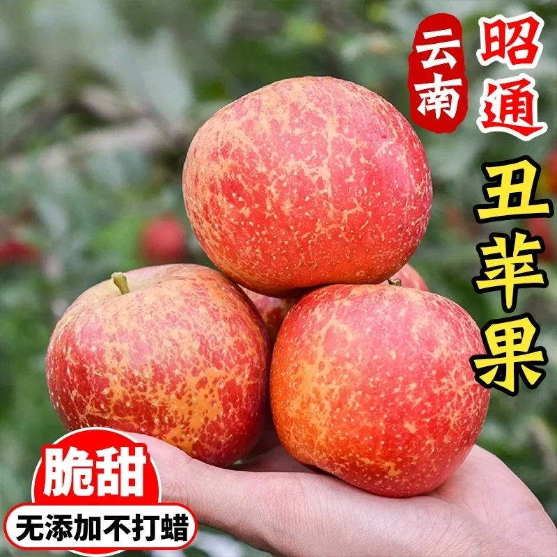 云南昭通丑苹果冰糖心苹果新鲜当季水果红富士脆甜多汁现摘大果