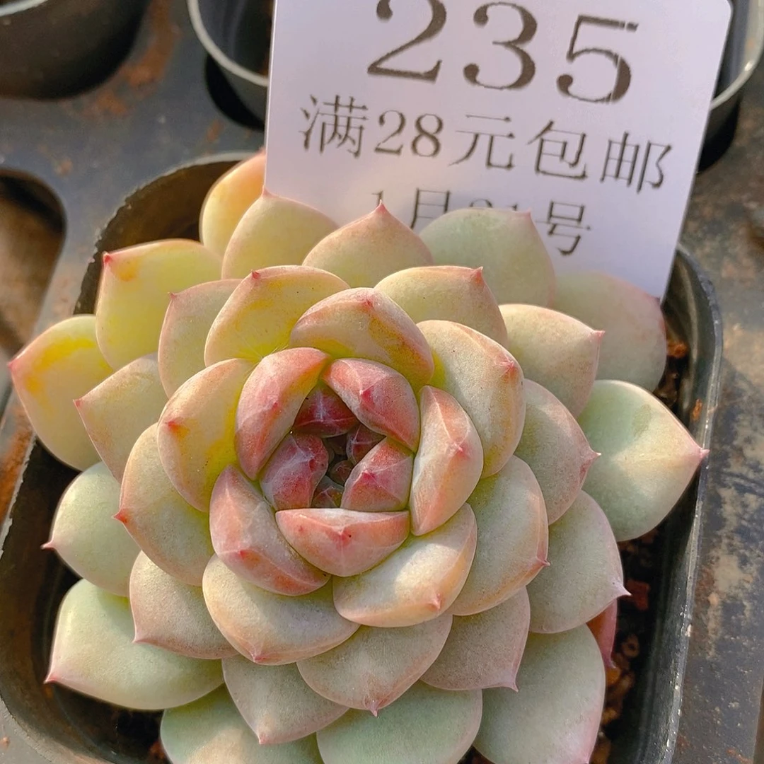 【闪购商品】云235