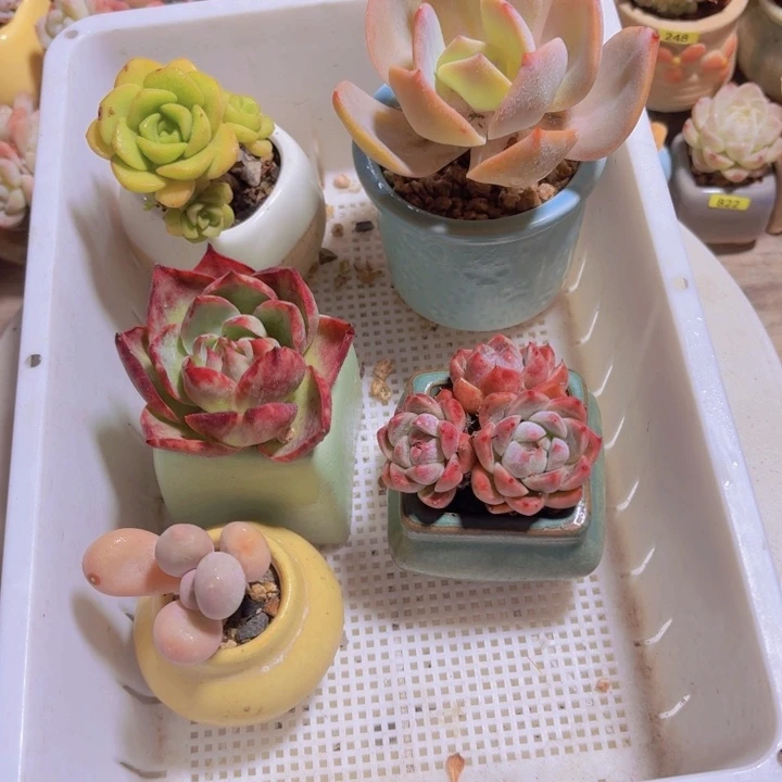 框拍一物一拍编号265
