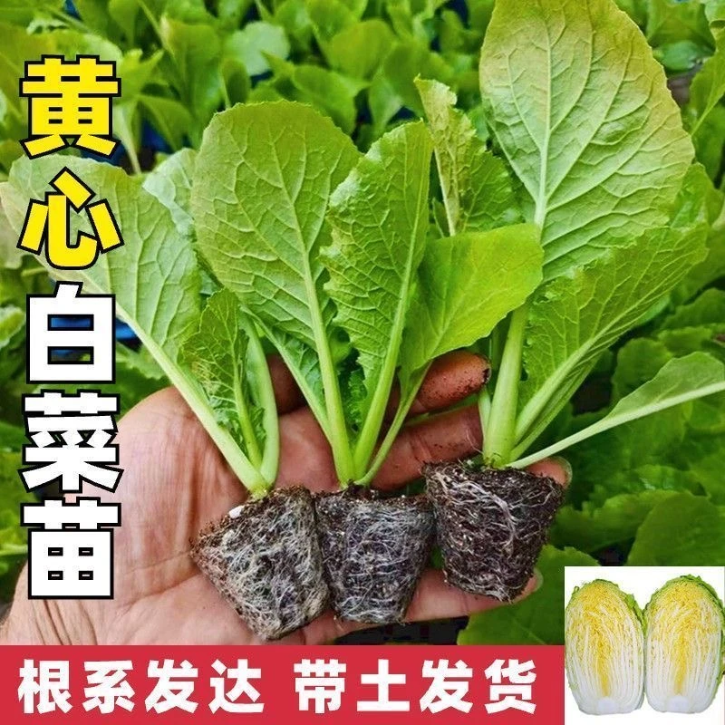 黄心大白菜苗秧苗四季高产带土发货秋冬高产蔬菜苗适合庭院种植
