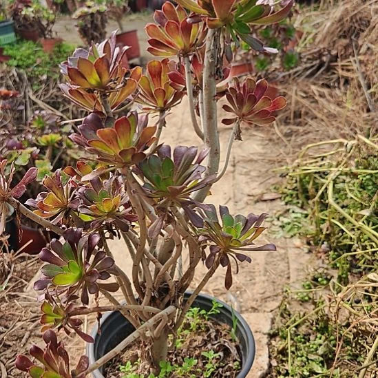 黑法师加急发货18