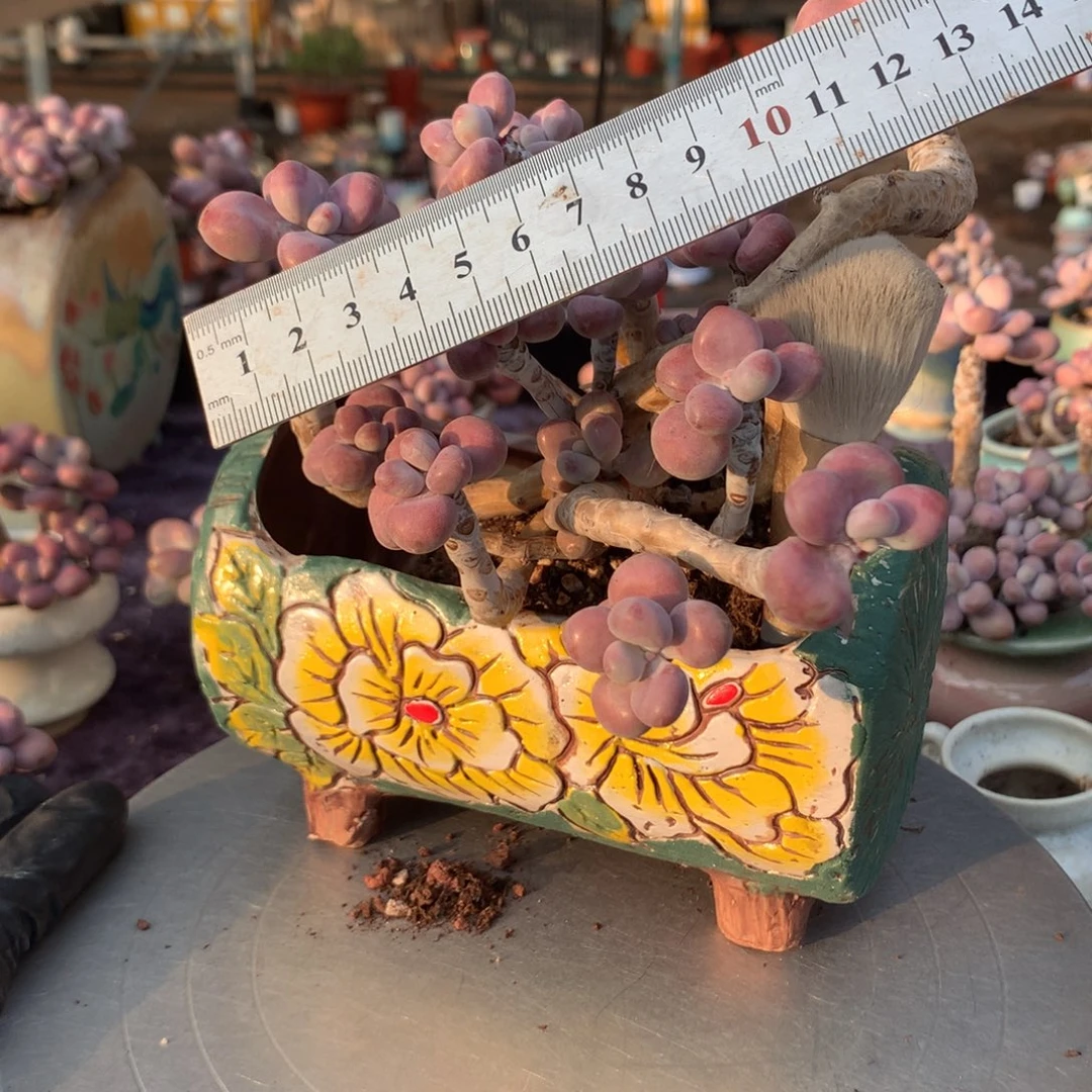 25号带盆偏远地区不包邮的