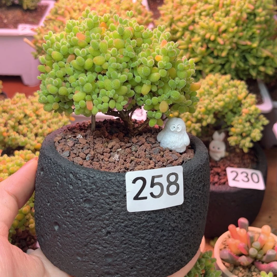 258大金桔可爱多肉植物