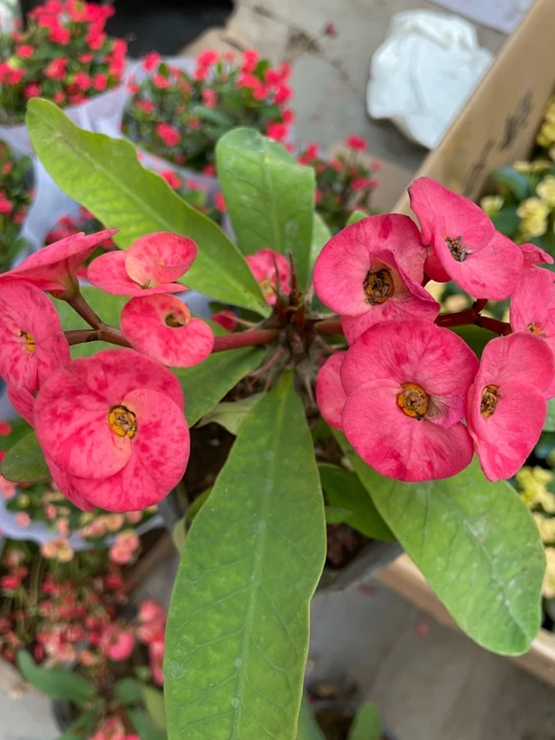 虎刺梅大花大叶原盆原土一年苗情一棵包邮