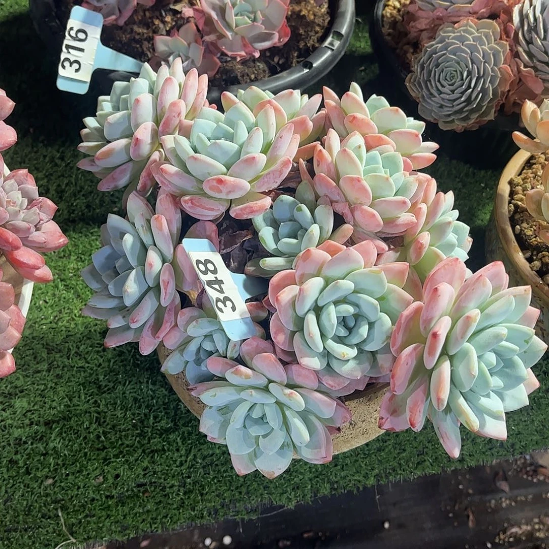 冰***心冷香多肉植物保护348