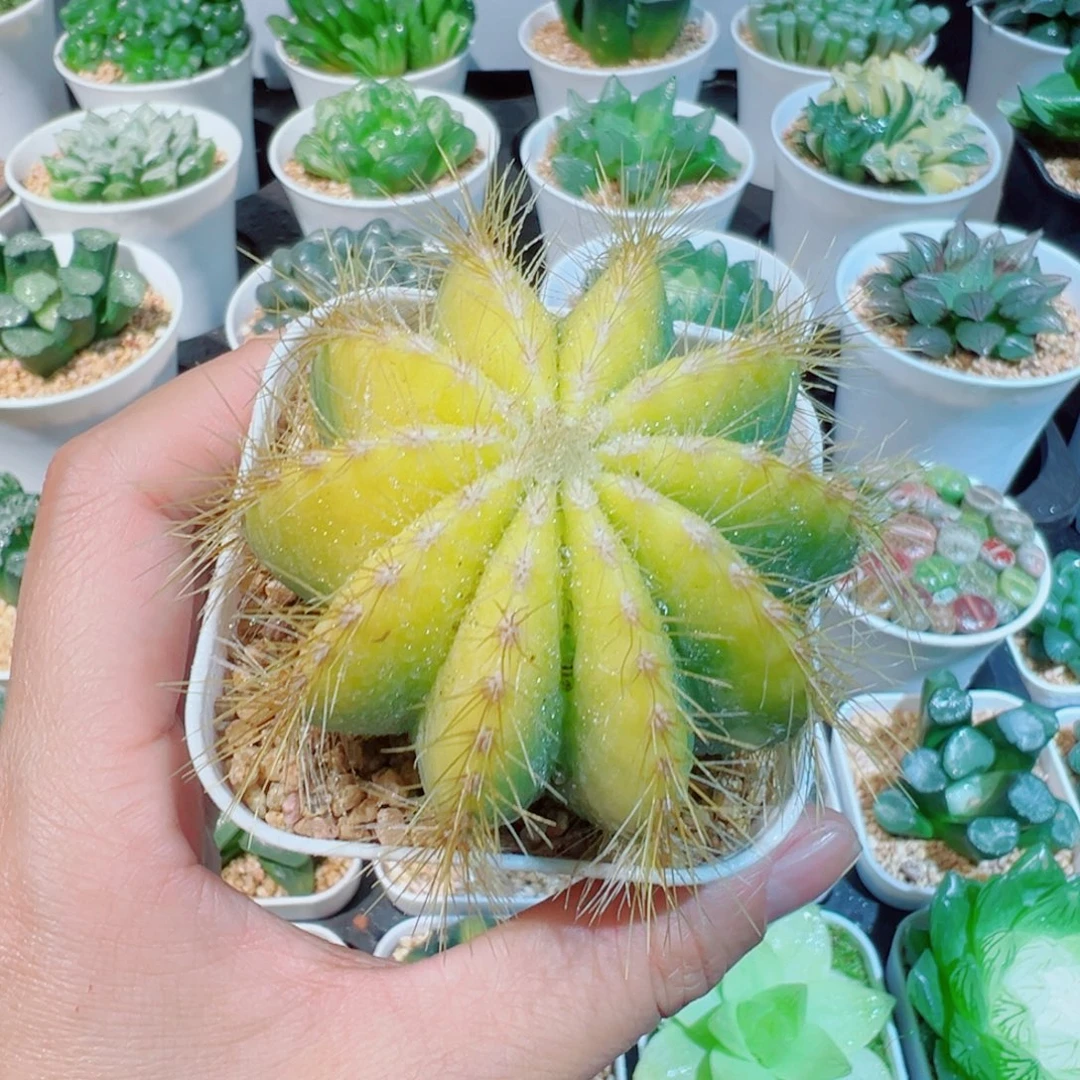 银光锦仙人球多肉