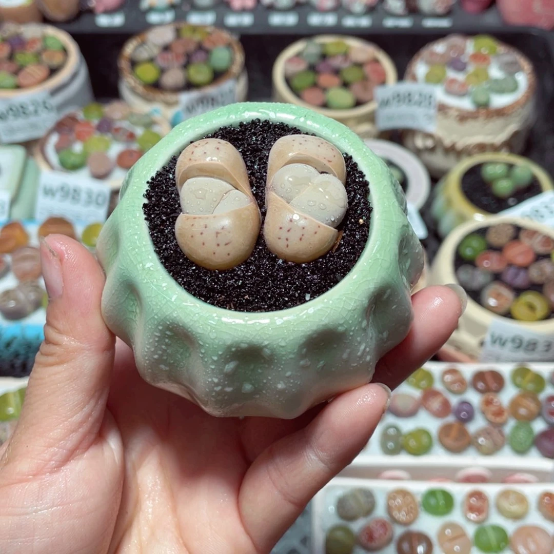 w9848 带盆土发货-零下地区拍保温箱