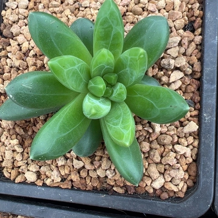 水晶翡翠店庆福利
