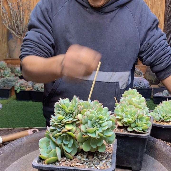 时***水115号牡丹亭多肉植物