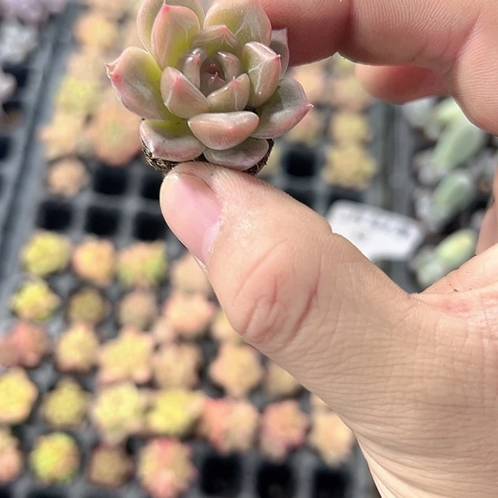 星芒 满10颗包邮