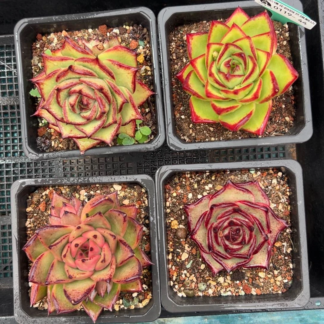 多肉一物一拍0119-44