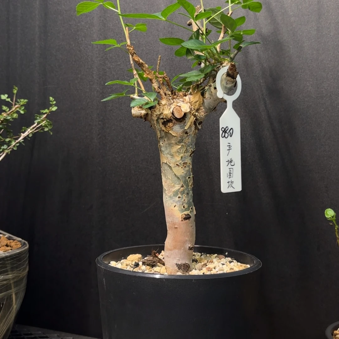 图坎蓝白皮熟桩养定