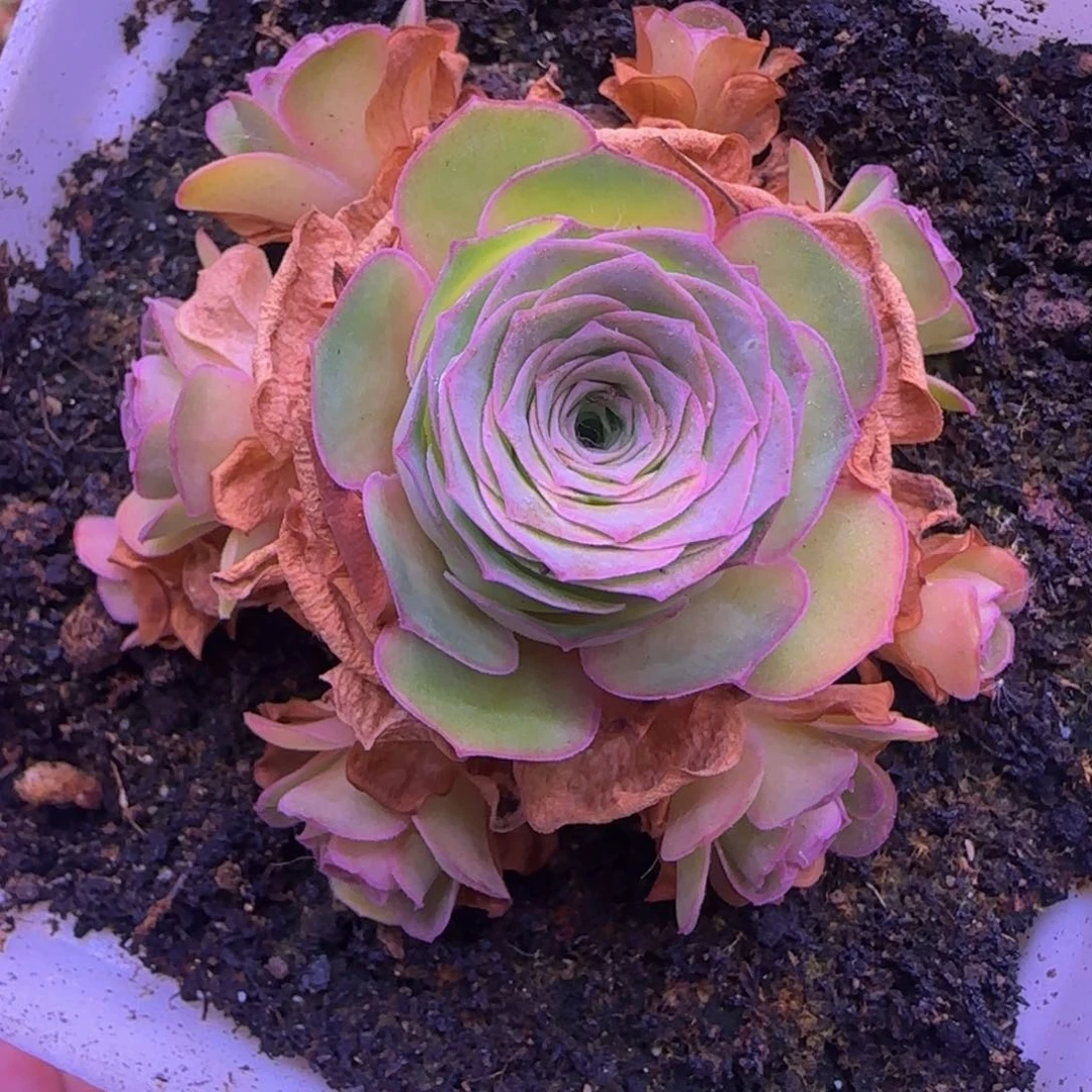 青*山地玫瑰158559886569666