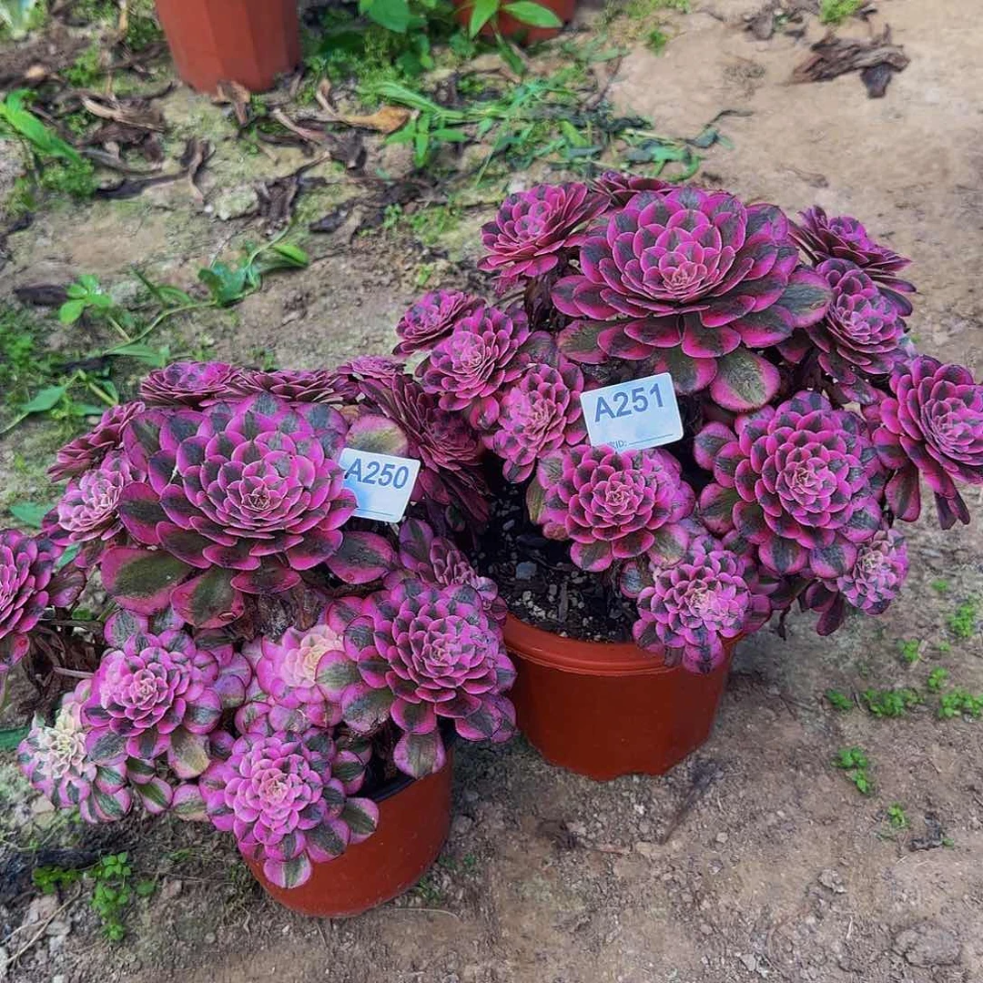 转***开无花朵250.1红铜白法师，多肉植物