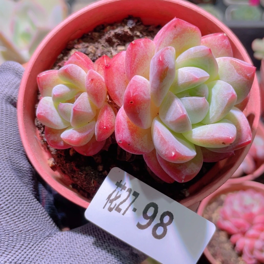 花利美27-98冰糖