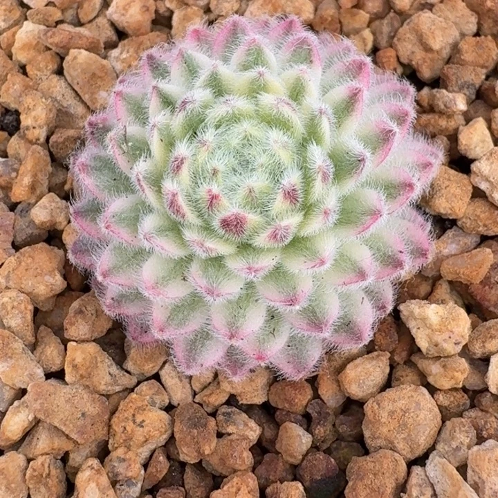 长生草锦一物一拍