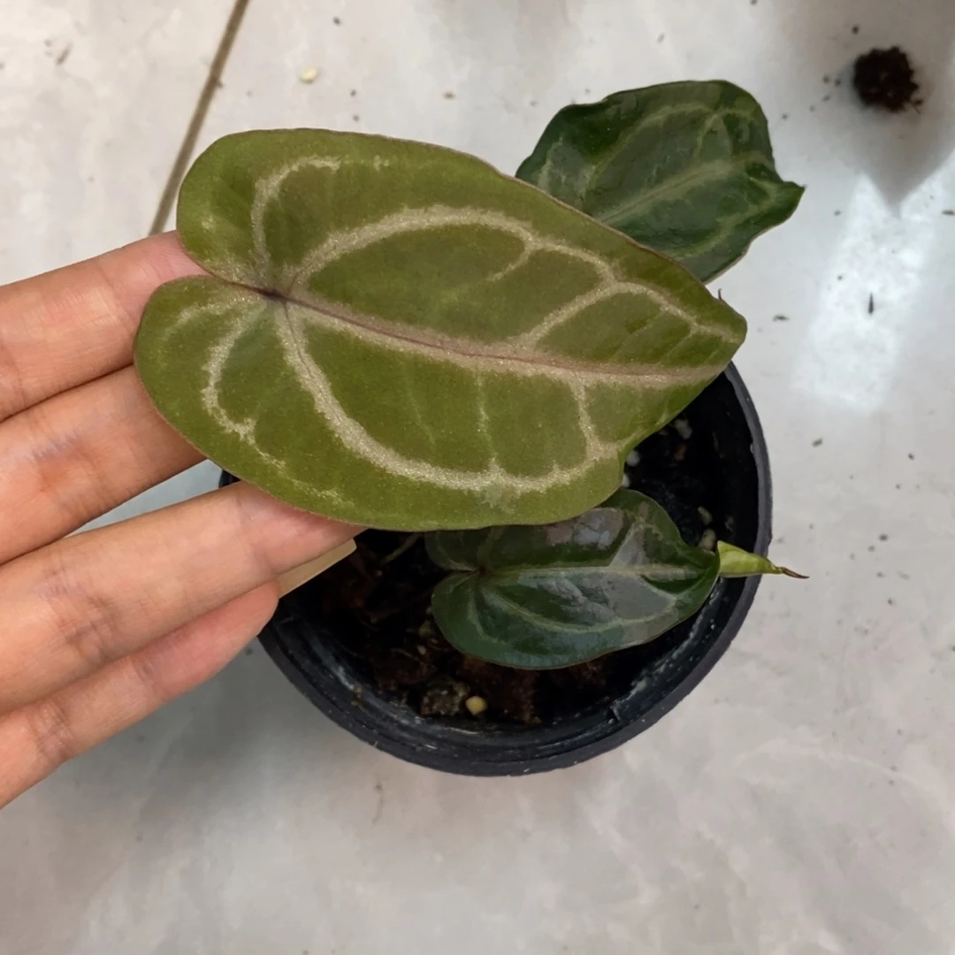 不开花植物6 紫水晶杂