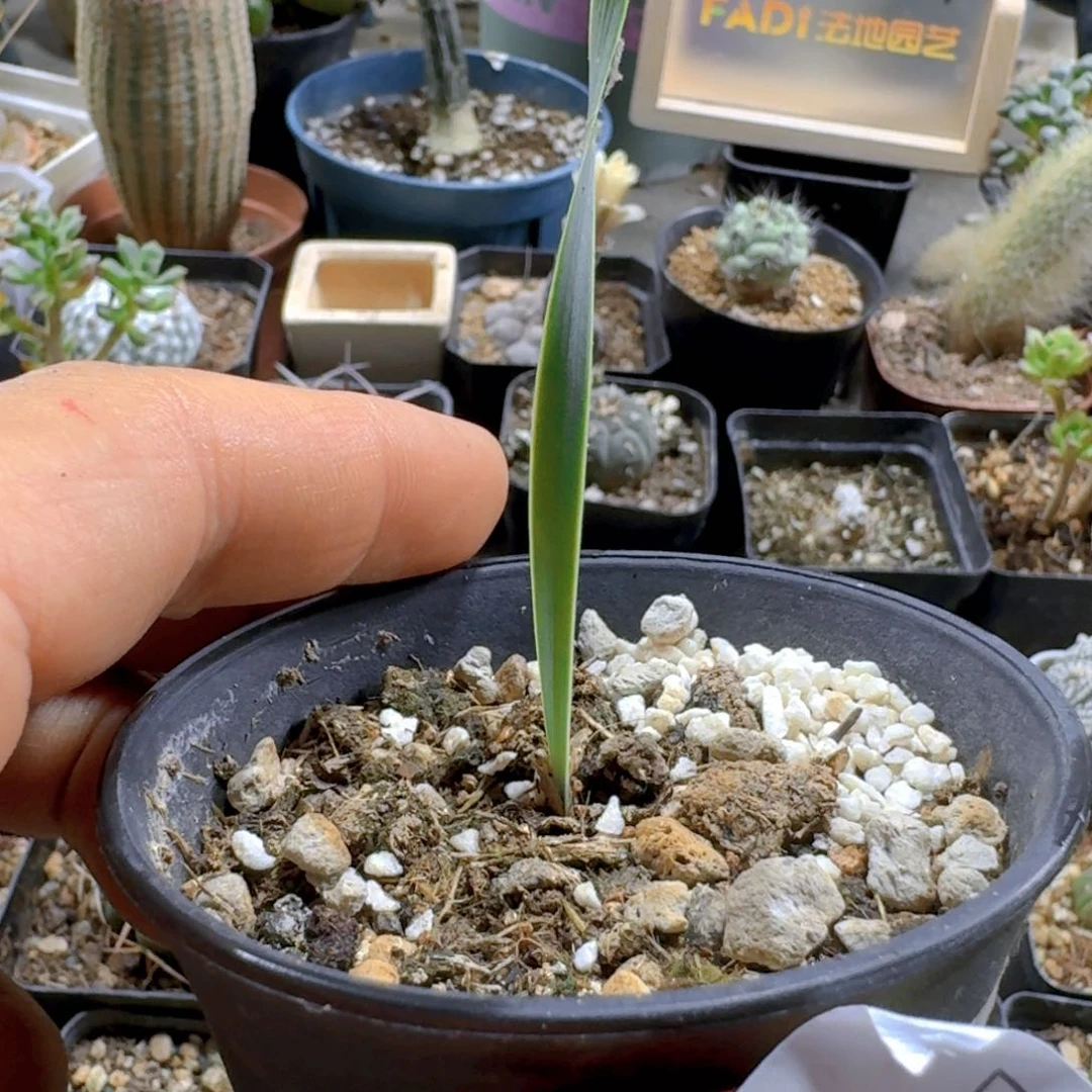 541巨凤之卵带盆发货