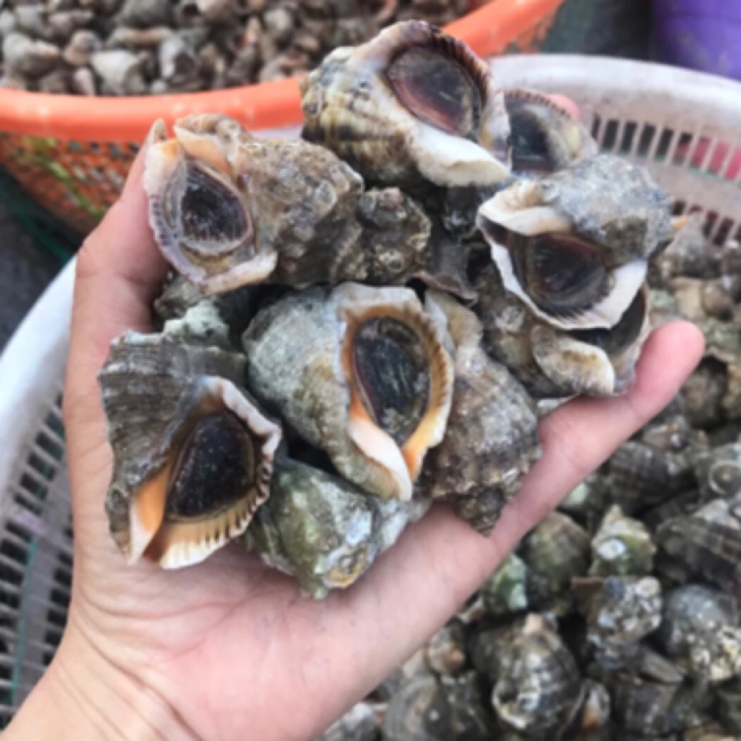 海螺 牙签螺 鲜活发货