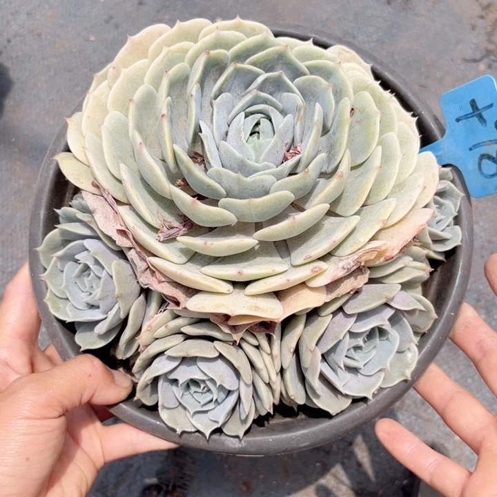 晨语多肉一物一拍+78