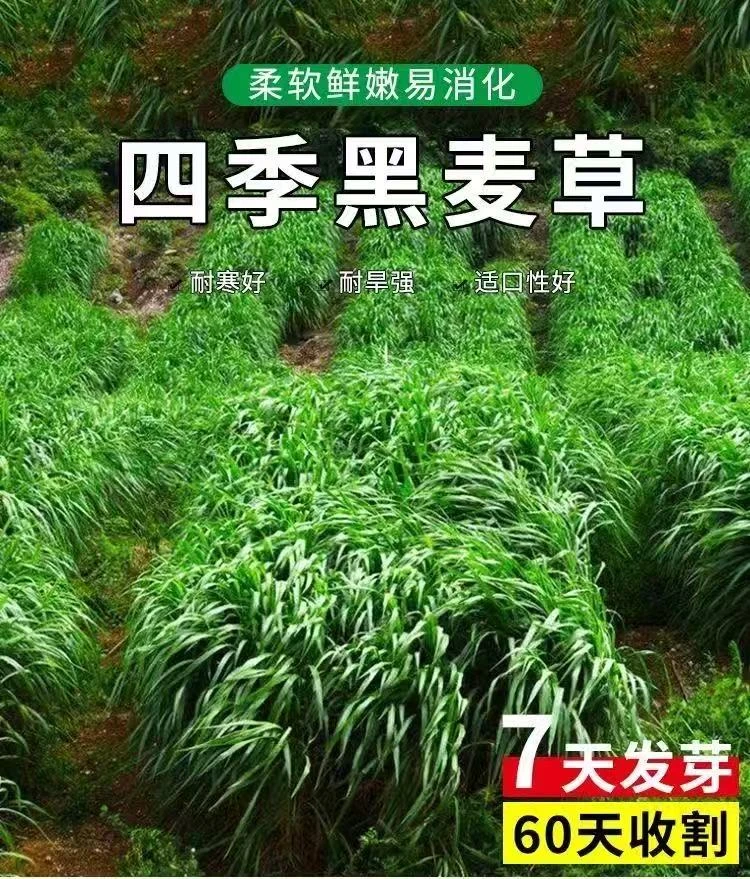 【黑麦草种子】黑麦草种籽子种牧草种子畜牧养殖草种鸡鸭牛羊鱼草